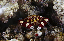 Sea Anemone Crab (Lissocarcinus laevis) at base of anemone, Indonesia
