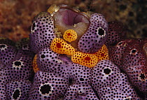 Tunicate (Didemnum sp) group, Indonesia