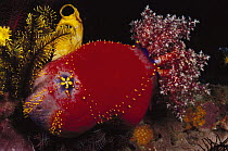 Sea Apple (Pseudocolochirus sp) sea cucumber with tentacles extended for feeding, Indonesia
