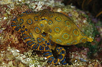 Greater Blue-ringed Octopus (Hapalochlaena lunulata) one of the world's most venomous animals, Indonesia