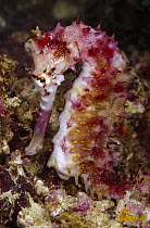 Thorny Seahorse (Hippocampus histrix), Indonesia