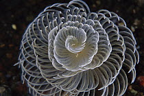 Feather Duster Worm (Sabellastarte sp) with brachail crown exteneded to feed, Indonesia
