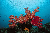Soft Coral (Dendronephthya sp) reef with schooling fish, Indonesia