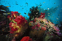 Coral reef with fish, Indonesia