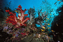 Soft Coral (Dendronephthya sp) and (Sinularia sp) with schooling fish, Indonesia