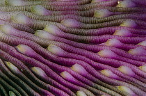 Mushroom Coral (Fungia scutaria) detail, Indonesia