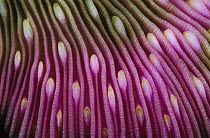 Mushroom Coral (Fungia scutaria) detail, Indonesia