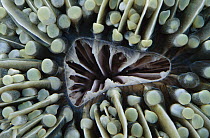 Mushroom Coral (Heliofungia actiniformis), Indonesia