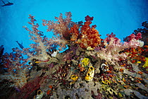 Soft Coral (Dendronephthya sp) reef, Indonesia