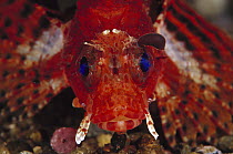 Shortfin Turkeyfish (Dendrochirus brachypterus), venomous species, Indonesia