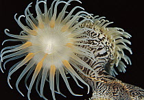 Gorgonian Wrapper (Nemanthus annamensis) anemone with extended tentacles, Indonesia