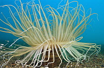 Tube-dwelling Anemone (Cerianthus sp) with extended tentacles, Indonesia