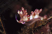 Nudibranch (Flabellina rubrolineata), Indonesia