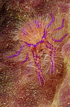 Hairy Squat Lobster (Lauriea siagiani), Indonesia