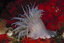 Sea anemone with tentacles exteneded to feed, Indonesia