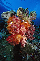 Soft Coral (Dendronephthya sp) and Leather Coral (Sarcophyton sp) reef, Indonesia