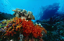 Soft Coral (Scleronephthya sp) and Leather Coral (Sarcophyton sp) reef, Indonesia