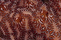 Ascidian (Botryllus sp) detail, Indonesia
