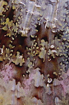 Scorpionfish (Scorpaenopsis sp) pectoral fin detail, Indonesia