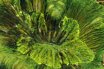 Pore Coral (Montipora undata), Indonesia