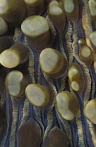 Mushroom Coral (Heliofungia actiniformis), Indonesia