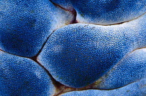 Tunicate (Polycarpa aurata) detail, Indonesia