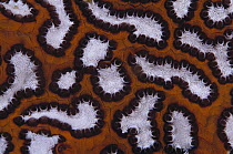 Ascidian (Botryllus sp) detail, Indonesia