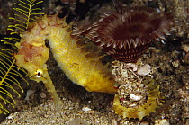 Thorny Seahorse (Hippocampus histrix) and Feather Duster Worm (Sabellastarte indica), Indonesia