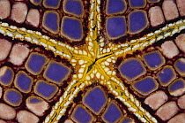 Sea Star (Iconaster longimanus) underside, Indonesia
