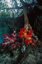 Soft Coral (Dendronephthya sp) growing on mangrove roots, Indonesia