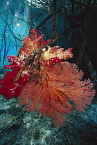 Soft Coral (Dendronephthya sp) and Sea Fan (Melithaea sp) on mangrove root, Indonesia