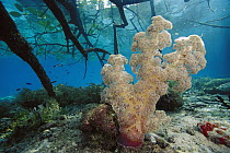Soft Coral (Dendronephthya sp) amid mangrove roots, Indonesia