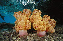 Soft Coral (Dendronephthya sp) growing near mangrove roots, Indonesia