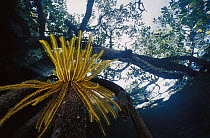 Feather Star (Oxycomanthus bennetti) on mangrove roots, Indonesia