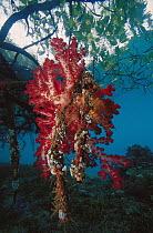 Soft Coral (Dendronephthya sp) on mangrove roots, Indonesia