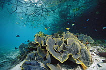 Bowl Coral (Turbinaria peltata), Indonesia