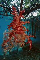 Soft Coral (Dendronephthya sp) on mangrove roots, Indonesia