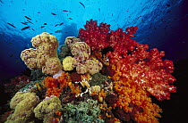 Soft Coral (Dendronephthya sp) and (Scleronephthya sp) reef, Indonesia