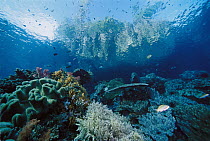 Coral reef with stony and soft corals and island rising through surface in background, Indonesia