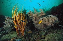 Soft Coral (Ellisella sp) and Black Coral (Antipathes sp), Indonesia