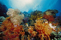 Soft Coral (Dendronephthya sp) and (Scleronephthya sp), Feather Star (Oxycomanthus bennetti) crinoids and Ink-spot Ascidians (Polycarpa aurata) in reef scene, Indonesia