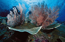 Sea Fan (Melithaea sp) group on Disc Coral (Turbinaria reniformis), Indonesia