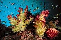 Soft Coral (Dendronephthya sp) and Soft Coral (Tubastraea sp) reef scenic with schooling fish, Indonesia