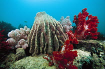 Soft Coral (Dendronephthya sp) and Giant Barrel Sponge (Xestospongia testudinaria), Indonesia