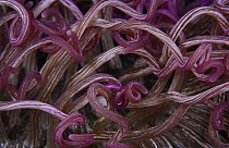 Detail of anemone tentacles, Indonesia