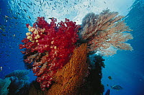 Soft Coral (Dendronephthya sp) and Soft Coral (Melithaea sp) reef, Indonesia