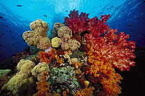 Soft Coral (Dendronephthya sp) and Soft Coral (Scleronephthya sp) reef, Indonesia