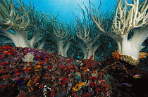 Soft Coral (Sinularia flexibilis) cluster on reef, Indonesia