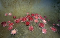 Sea Urchin (Sterechinus neumayeri) group gathers on an ice fall to eat algae, Antarctica