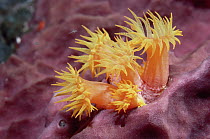 Orange Tube Coral (Tubastraea aurea) polyps extended only at night, Dutch Antilles, Caribbean
